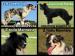 Border kolie s PP - blue merle pejsek - Prodej