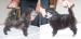Pudl trpasličí stříbrný - Prodej