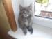 Mačička maine coon - Predaj