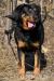 Merry - 4r. RTW / rotweiller - Predaj