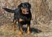 Merry - 4r. RTW / rotweiller - Predaj