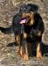 Merry - 4r. RTW / rotweiller - Predaj