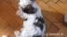 Shih-Tzu - Prodej