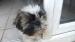 Shih-Tzu - Prodej