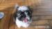 Shih-Tzu - Prodej