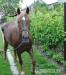 9 ročná kobyla, hafling x velšský pony - Predaj