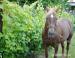 9 ročná kobyla, hafling x velšský pony - Predaj