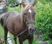 9 ročná kobyla, hafling x velšský pony - Predaj