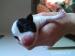 stenata Jack russel terieru - Prodej