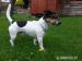 Jack Russell Teriér ke krytí - Prodej