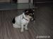 Jack Russell Teriér ke krytí - Prodej