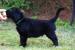 Štěňata Flat Coated Retrievra s PP - Prodej