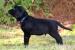 Štěňata Flat Coated Retrievra s PP - Prodej