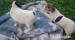Jack russel terier - Predaj