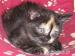 Britská koťátka černě želvovinová bez PP - Prodej