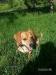 Sunny, psik - Darovanie