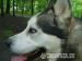 Alaskan malamute do adopcji - Podarunek
