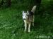8 letni przesympatyczny husky - Podarunek