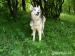 8 letni przesympatyczny husky - Podarunek