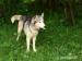 8 letni przesympatyczny husky - Podarunek