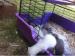 Ferret kits sandies, albinos and polcats and more - Sale