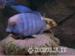 Malawi cichlids - Sale