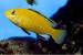 Malawi cichlids - Sale