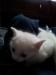 Two White kittens - Sale