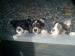 Welsh Sheepdog Puppies - Sale