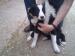 Welsh Sheepdog Puppies - Sale