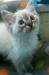 Beautiful blue eyed pedigree ragdoll kittens - Sale