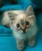 Beautiful blue eyed pedigree ragdoll kittens - Sale