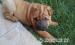 Sharpei - Predaj