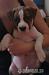 Štěňátka American staffordshire terrier - Prodej