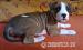 Štěňátka American staffordshire terrier - Prodej
