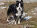 Border collie - Prodej