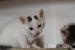 Dwa małe białe chłopaczki do adopcji - Sprzedaż