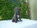Cane Corso - Predaj