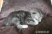 Sibiřská koťátka - stříbrná - Prodej