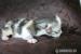Sibiřská koťátka - stříbrná - Prodej