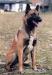 Belgický ovčák Malinois - Prodej