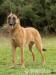 Belgický ovčák Malinois - Prodej