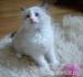 Ragdoll koťata kocourci - Prodej