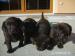 Labrador Retriever - Prodej
