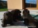 Labrador Retriever - Prodej