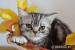 Piękna Koteczka Brytyjska Silver Tabby - Whiskas - Sprzedaż