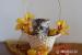 Piękna Koteczka Brytyjska Silver Tabby - Whiskas - Sprzedaż