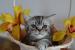 Piękna Koteczka Brytyjska Silver Tabby - Whiskas - Sprzedaż