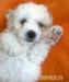 Překrásná štěňátka Bišonka - Bichon a poil frisé - Prodej