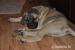 2x psík Cane Corso - Predaj